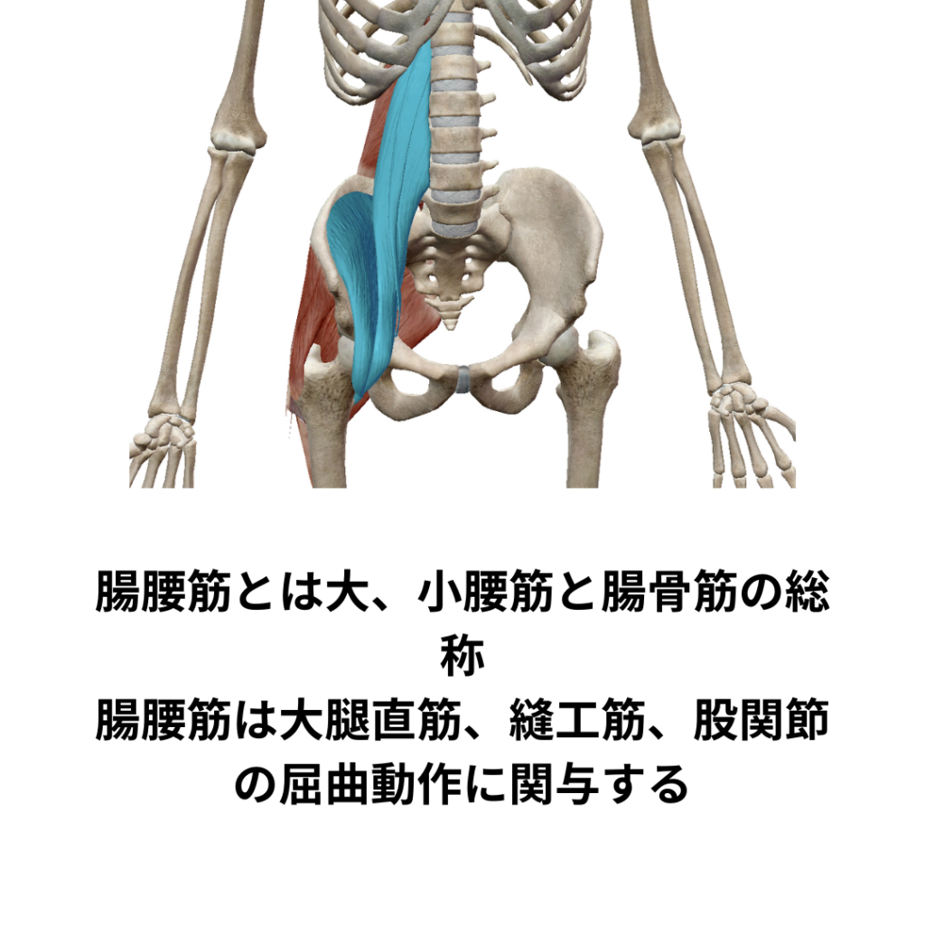 腸腰筋